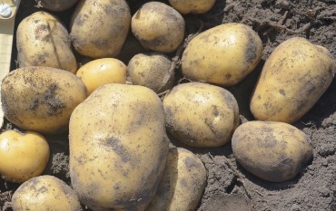 В Україні продовжує зростати ціна на картоплю. Спеціальна пропозиція від «СонцеСаду»